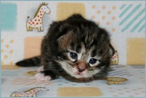 Male Siberian Kitten from Deedlebug Siberians